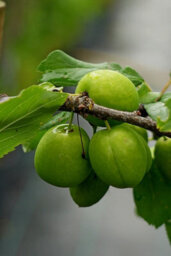 Lincolnshire Pond Plants Golden Sphere Cherry Plum (Prunus Domestica) Tree - 7Ltr Potted - thumbnail 2