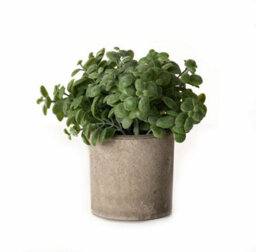 Wyld Haus Artificial Basil Plant In Stone-Effect Pot, 15 Cm - thumbnail 2