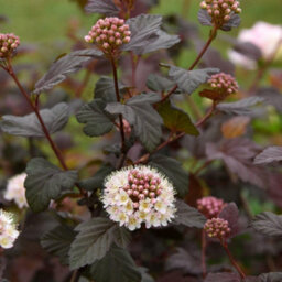 Thompson & Morgan Physocarpus Opulifolius Lady In Red 9Cm Potted Plant X 1 - thumbnail 4