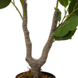 Thehotsale 90Cm Artificial White Camellia Tree Potted Plant For Indoor Decoration - thumbnail 7
