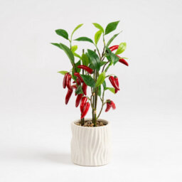 Scottish Everlastings Ltd. Scottish Everlastings 49Cm Artificial Chilli Plant In Ceramic Pot - thumbnail 3