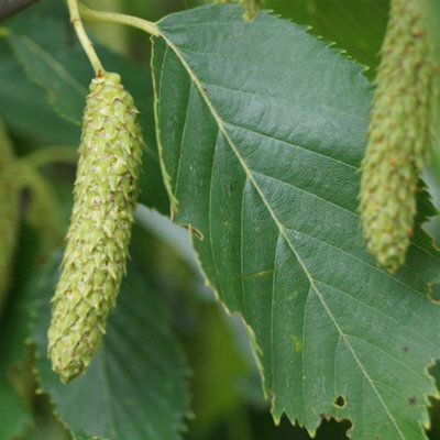 Gardeners Dream Betula Fascination Tree - Graceful Form, Ornamental Bark, Hardy (5-6Ft) - image 1