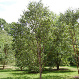 Gardeners Dream Betula Fascination Tree - Graceful Form, Ornamental Bark, Hardy (5-6Ft) - thumbnail 4