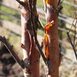 Gardeners Dream Betula Fascination Tree - Graceful Form, Ornamental Bark, Hardy (5-6Ft) - thumbnail 3