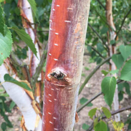 Gardeners Dream Betula Fascination Tree - Graceful Form, Ornamental Bark, Hardy (5-6Ft) - thumbnail 5