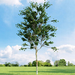 Gardeners Dream Betula Fascination Tree - Graceful Form, Ornamental Bark, Hardy (5-6Ft) - thumbnail 2