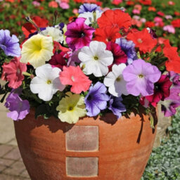 Carbeth Plants Petunia Mixed Bedding Plants 1 X 6 Pack - Outdoor Garden Flowers Ready To Plant - Perfect For Hanging Baskets, Pots & Borders - thumbnail 4