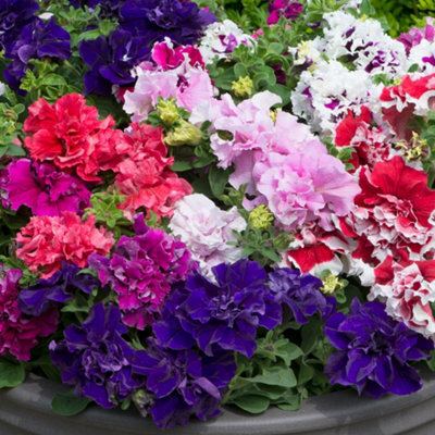 Gardeners Dream Petunia Double Pirouette Mixed Colourful Flowering Bedding Plants 6 Pack
