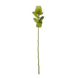 Wyld Haus Set Of 3 Green Banksia Artificial Flower Stems 590mm - thumbnail 1