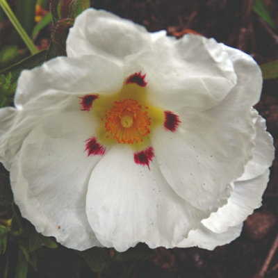 Thompson & Morgan Cistus X Purpureus Alan Fradd 9Cm Potted Plant X 1