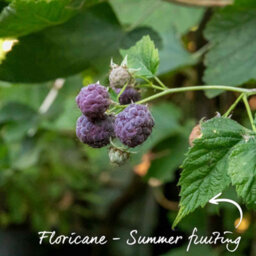 Marshalls Garden Thornless Raspberry 'glen Coe' - Rare Purple, High Yield (Floricane) 2 Litre - thumbnail 2