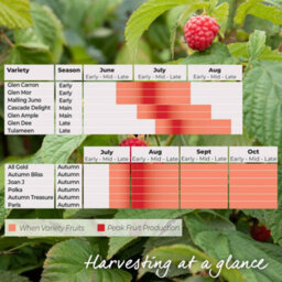 Marshalls Garden Thornless Raspberry 'glen Coe' - Rare Purple, High Yield (Floricane) 2 Litre - thumbnail 3