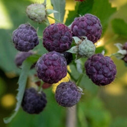 Marshalls Garden Thornless Raspberry 'glen Coe' - Rare Purple, High Yield (Floricane) 2 Litre - thumbnail 1