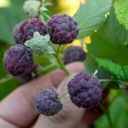 Marshalls Garden Thornless Raspberry 'glen Coe' - Rare Purple, High Yield (Floricane) 2 Litre - thumbnail 4