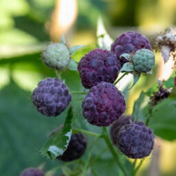 Marshalls Garden Thornless Raspberry 'glen Coe' - Rare Purple, High Yield (Floricane) 2 Litre - thumbnail 5