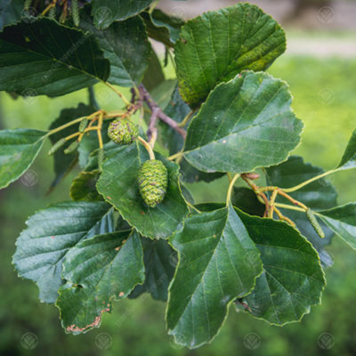 Gardeners Dream Alnus Imperialis Tree - Regal Appearance, Compact Size, Hardy (5-6Ft) - image 1