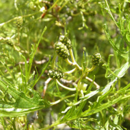 Gardeners Dream Alnus Imperialis Tree - Regal Appearance, Compact Size, Hardy (5-6Ft) - thumbnail 3