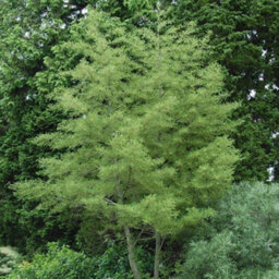 Gardeners Dream Alnus Imperialis Tree - Regal Appearance, Compact Size, Hardy (5-6Ft) - thumbnail 2