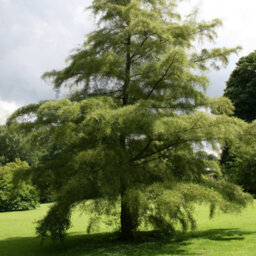 Gardeners Dream Alnus Imperialis Tree - Regal Appearance, Compact Size, Hardy (5-6Ft) - thumbnail 4