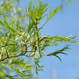 Gardeners Dream Alnus Imperialis Tree - Regal Appearance, Compact Size, Hardy (5-6Ft) - thumbnail 5