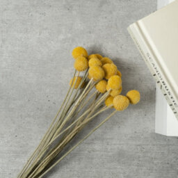 Scottish Everlastings Ltd. Scottish Everlastings 60Cm Dried Yellow Craspedia Globosa - thumbnail 2