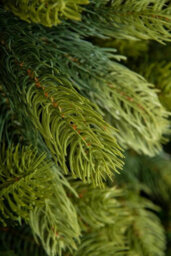 Christmas Tree World The 8Ft/240Cm Arbor Ultima Christmas Tree - thumbnail 8