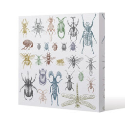 Andrew Lee Many Species In Vintage Old Hand Drawn Style (Canvas Print) / 101 X 101 X 4Cm - thumbnail 2