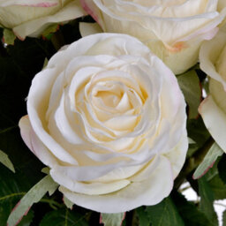 Hill Interiors Rose White Traditional Faux Plant - thumbnail 5