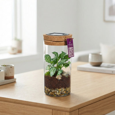 Medium Sirius Glass Terrarium With Led Light - 8Cm - image 1