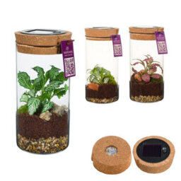 Medium Sirius Glass Terrarium With Led Light - 8Cm - thumbnail 4