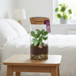 Medium Sirius Glass Terrarium With Led Light - 8Cm - thumbnail 2
