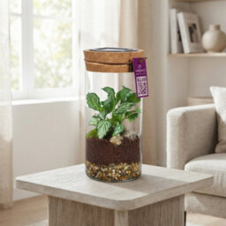 Medium Sirius Glass Terrarium With Led Light - 8Cm - thumbnail 3