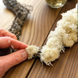 Carbeth Plants Natural Reindeer Moss 500G Box - Natural Preserved Moss For Crafts, Terrariums & Display - thumbnail 2