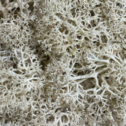 Carbeth Plants Natural Reindeer Moss 500G Box - Natural Preserved Moss For Crafts, Terrariums & Display - thumbnail 3
