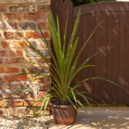You Garden Copper-Coloured, Acorn Planter Round 25Cm (10In) X 5 - thumbnail 2