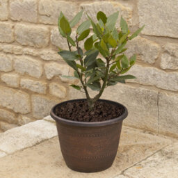 You Garden Copper-Coloured, Acorn Planter Round 25Cm (10In) X 5 - thumbnail 4