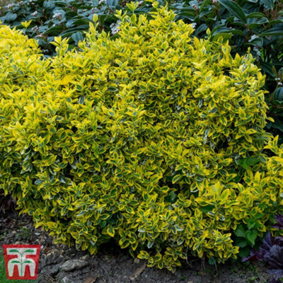 Thompson & Morgan Euonymus Emerald & Gold 9Cm Potted Plant X 2 - image 1