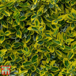 Thompson & Morgan Euonymus Emerald & Gold 9Cm Potted Plant X 2 - thumbnail 2