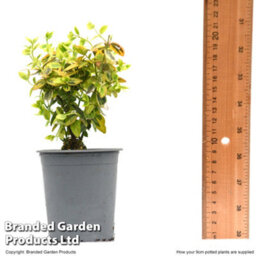 Thompson & Morgan Euonymus Emerald & Gold 9Cm Potted Plant X 2 - thumbnail 3