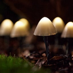 Star Supplies Solar Mushroom Pathway Lights Warm White Pearl Caps 10 Led 2M Lit Length - thumbnail 5