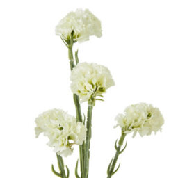Hill Interiors Statice Artificial Flower Spray Cream (64Cm) - thumbnail 3