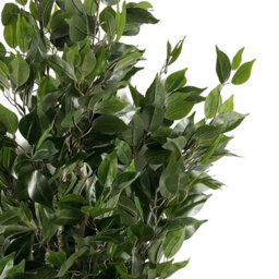 Artificial 110Cm Leaf Realistic Artificial Ficus Tree / Plant Gold Planter - thumbnail 3