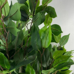 Artificial 110Cm Leaf Realistic Artificial Ficus Tree / Plant Gold Planter - thumbnail 5