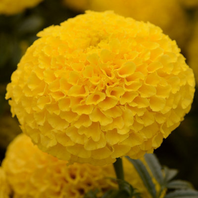 Gardeners Dream Marigold American Marvel Yellow Colourful Flowering Bedding Plants 6 Pack - image 1