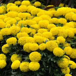 Gardeners Dream Marigold American Marvel Yellow Colourful Flowering Bedding Plants 6 Pack - thumbnail 4