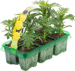 Gardeners Dream Marigold American Marvel Yellow Colourful Flowering Bedding Plants 6 Pack - thumbnail 2