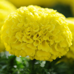 Gardeners Dream Marigold American Marvel Yellow Colourful Flowering Bedding Plants 6 Pack - thumbnail 3