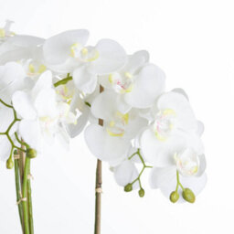 Hill Interiors Large White Orchid In Stone Pot - thumbnail 3