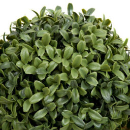 GreenBrokers (Window Box) 35Cm Double Boxwood Topiary Balls In Black Tin Planter - thumbnail 5