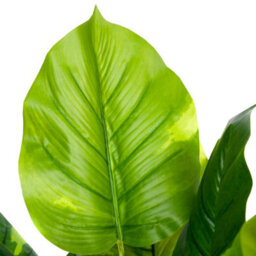 Greenbrokers Artificial Real Touch Pothos Plant In Black Pot(75Cm) - thumbnail 4